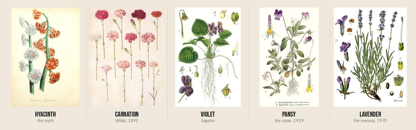 Five botanical illustrations in a row: hyacinth, carnation, violet, pansy and lavender